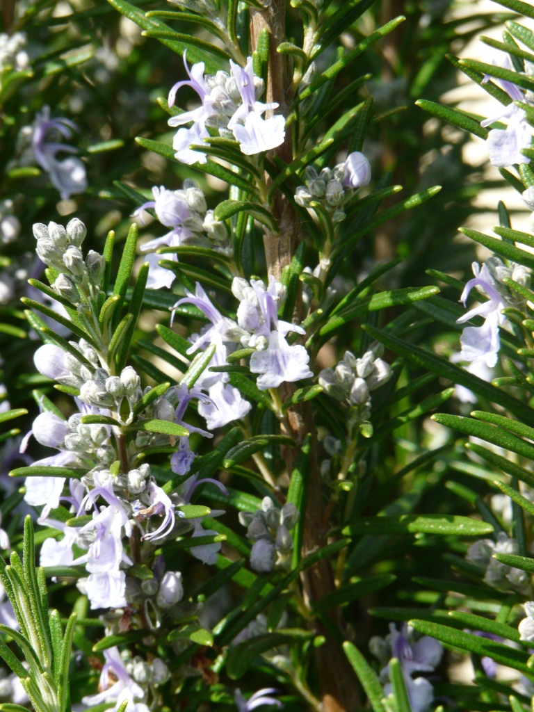 romarin en fleurs Naturopathie phytothérapie