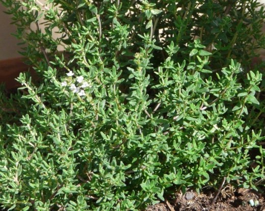 Thym de mon jardin légèrement en fleurs