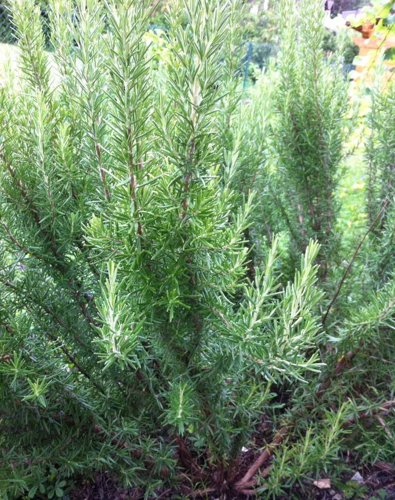 romarin naturopathie phytothérapie Flavie Dode