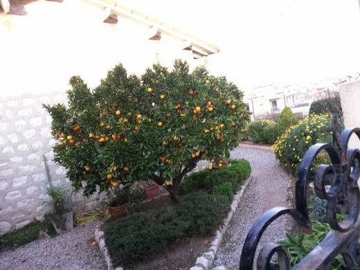 bigaradier vu lors d'une balade digestive