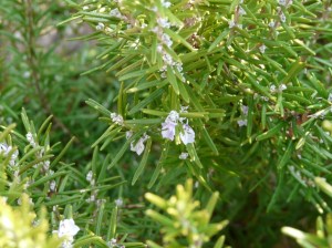 Romarin toujours en Fleurs Naturopathie Phytothérapie Flavie Dode