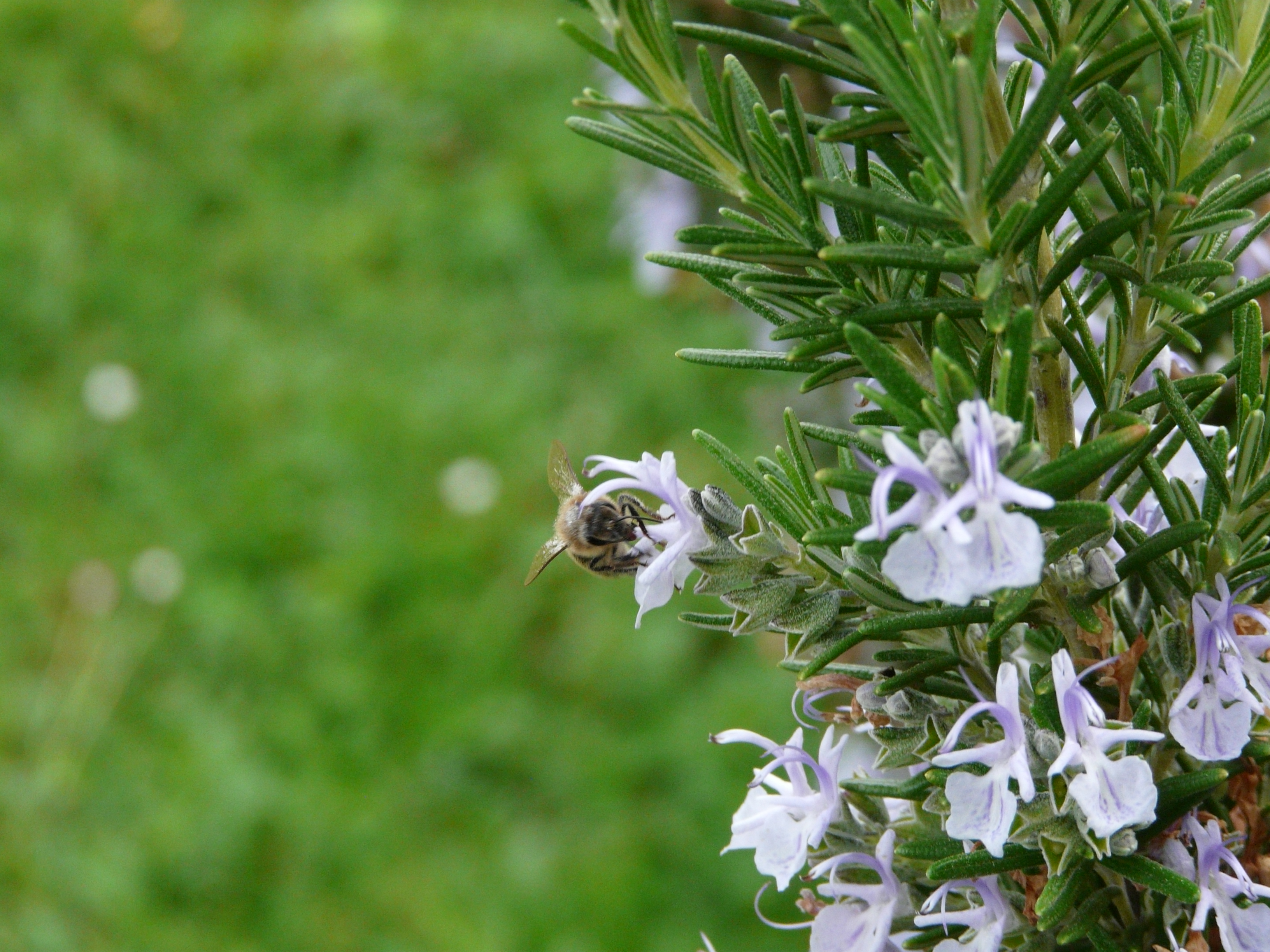 Romarin fleurs abeille flavie dode Naturopathie Réflexologies