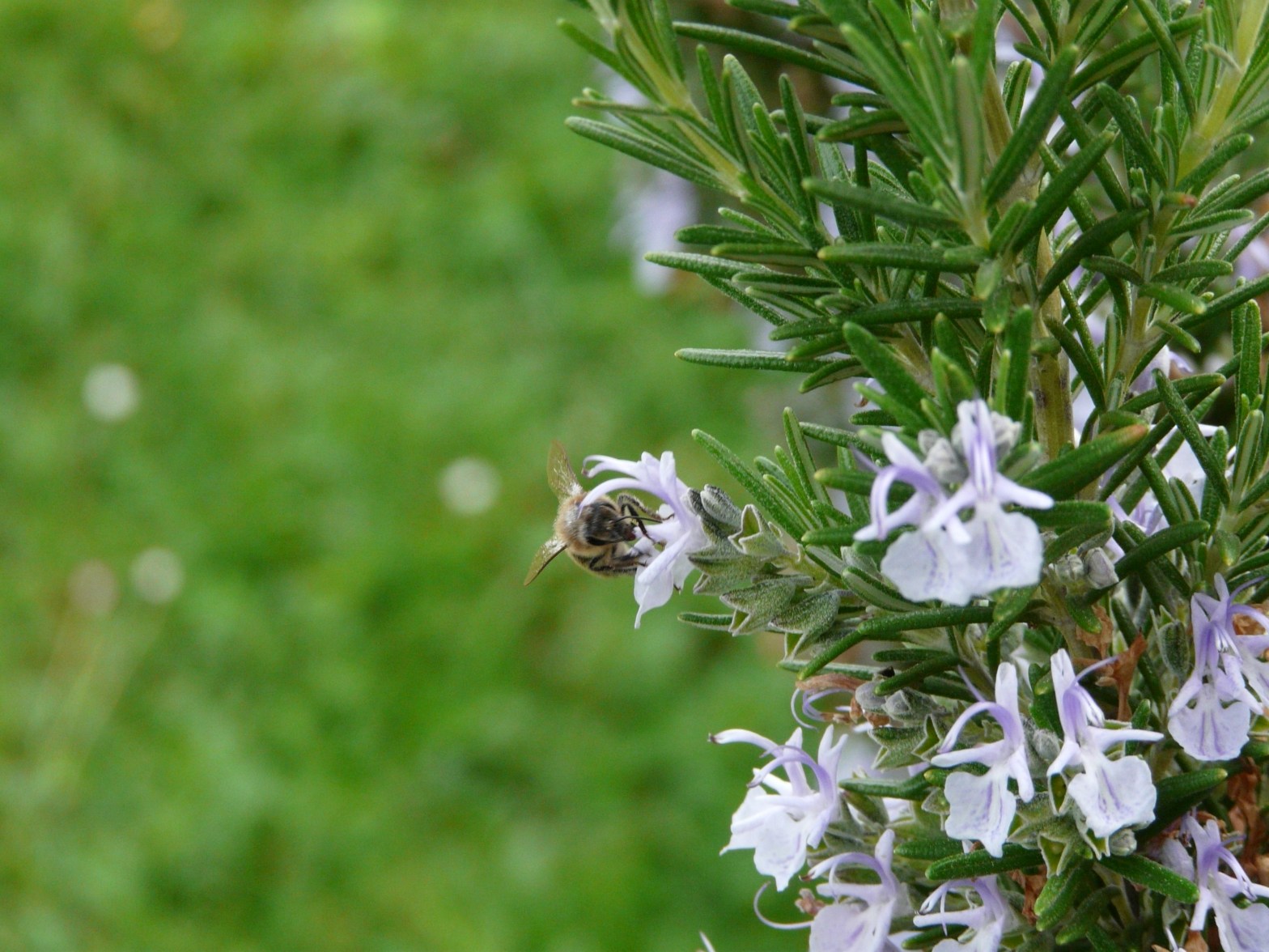 Romarin fleurs abeille