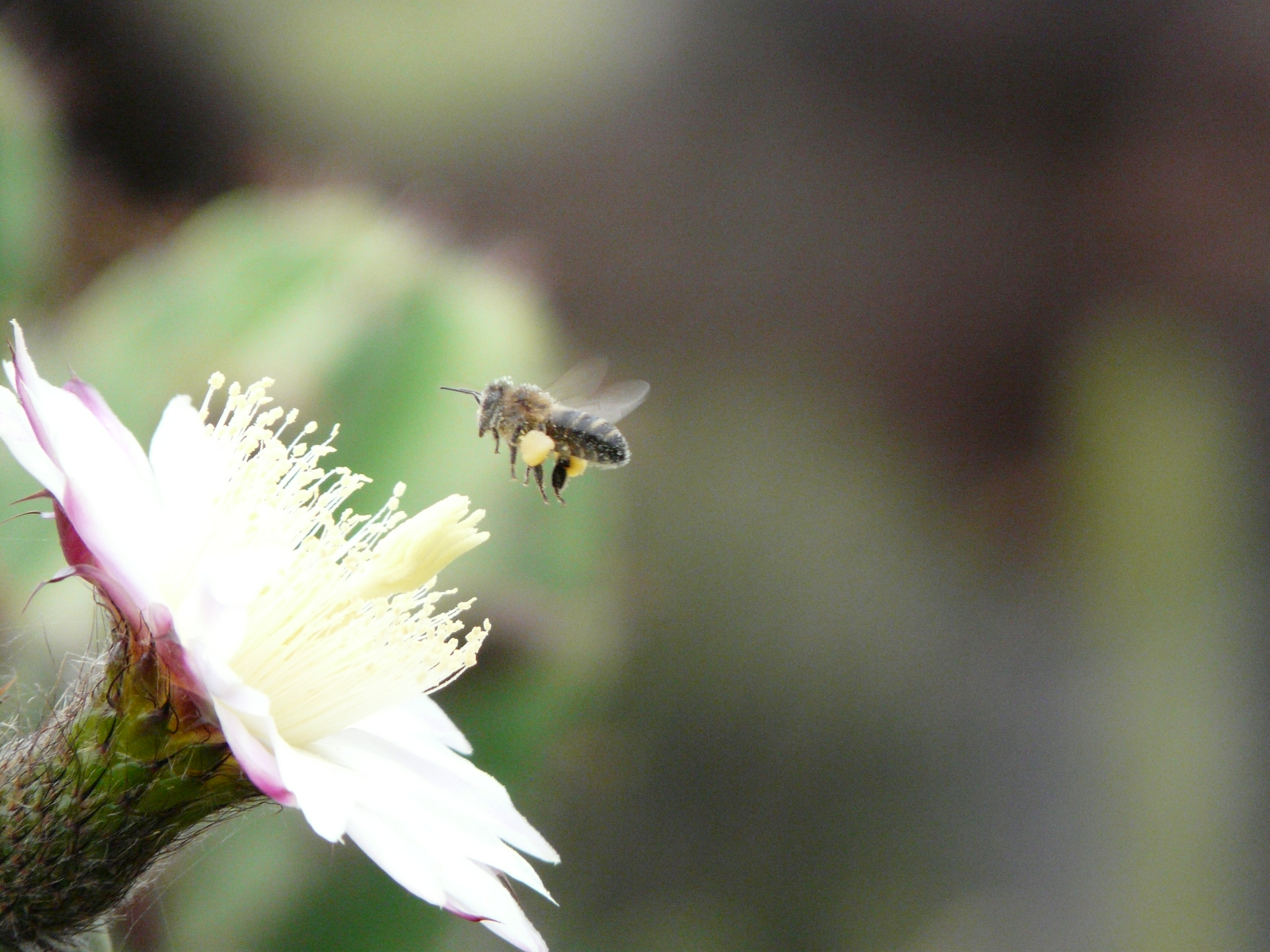 Pollen Apithérapie Flavie Dode Naturopathie Réflexologies
