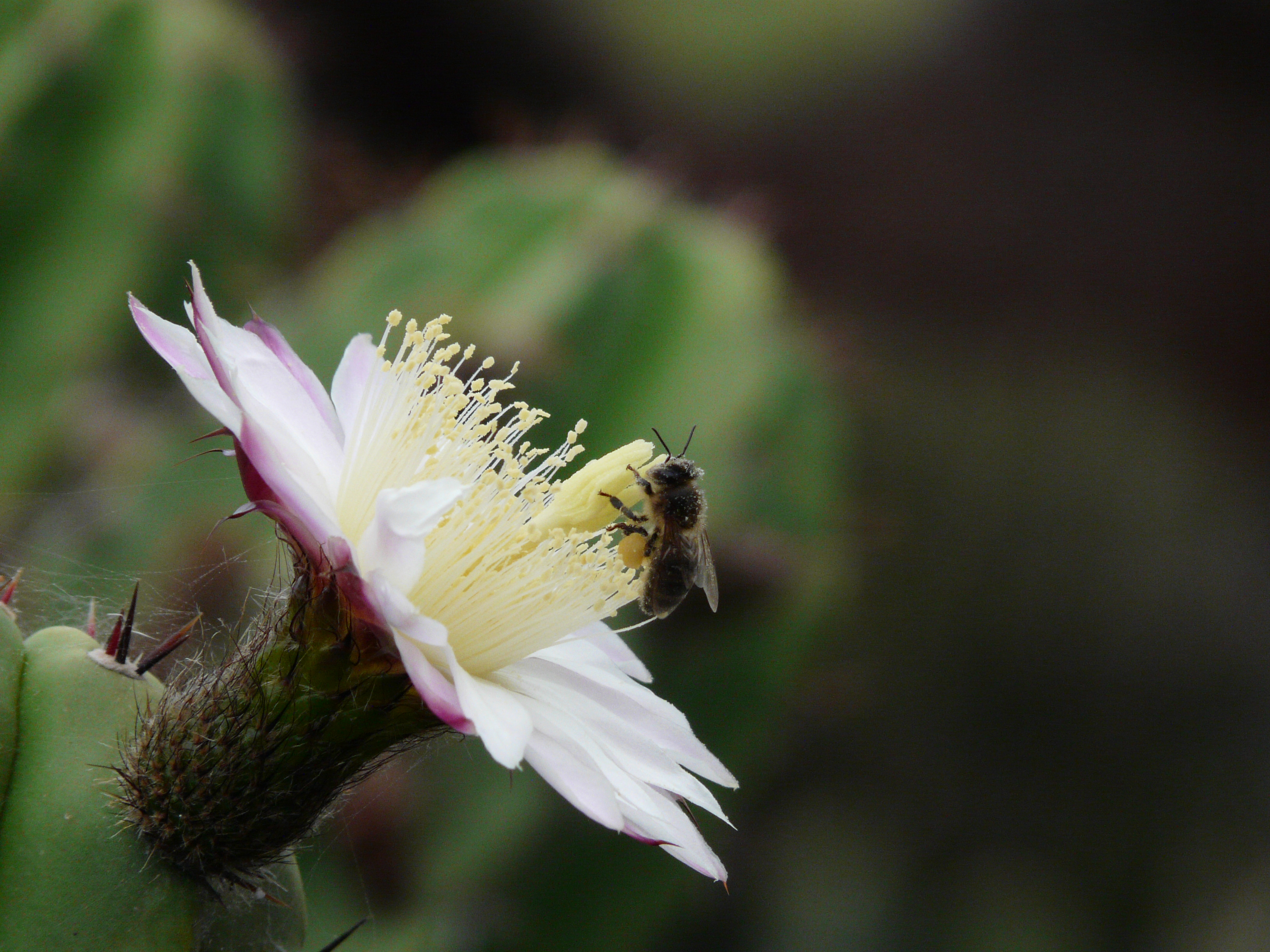 Abeille Miel Propolis Gelée Royale Flavie Dode Naturopathie Réflexologies Bien-être