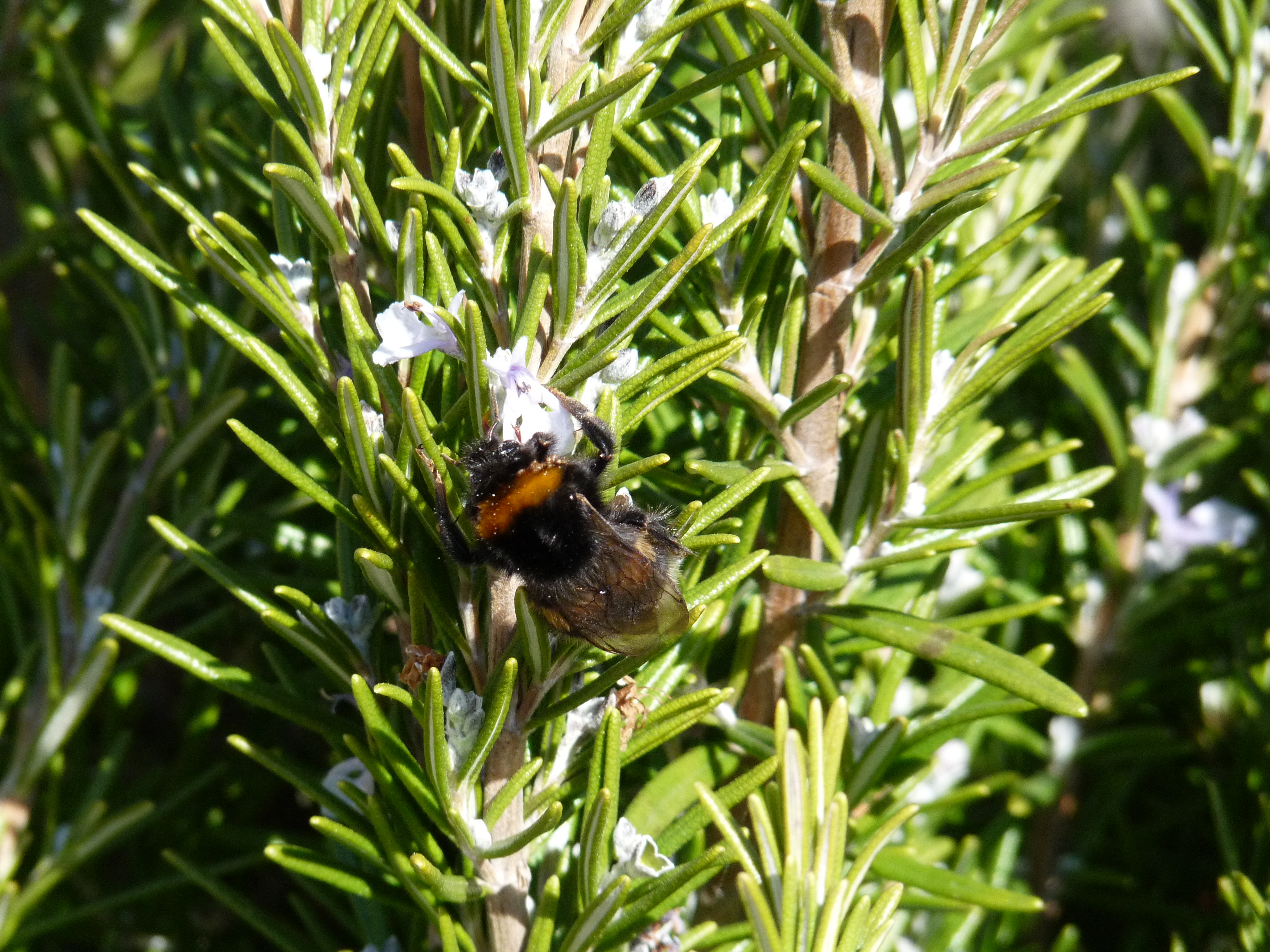 Gemmothérapie Romarin