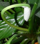 conception_2014_P1470171