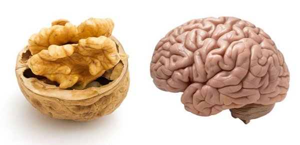 Noix Vs Cerveau