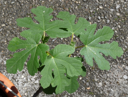 Figuier Naturopathie Gemmothérapie