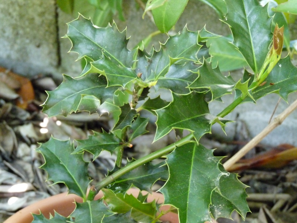 Fleurs de Bach Holly
