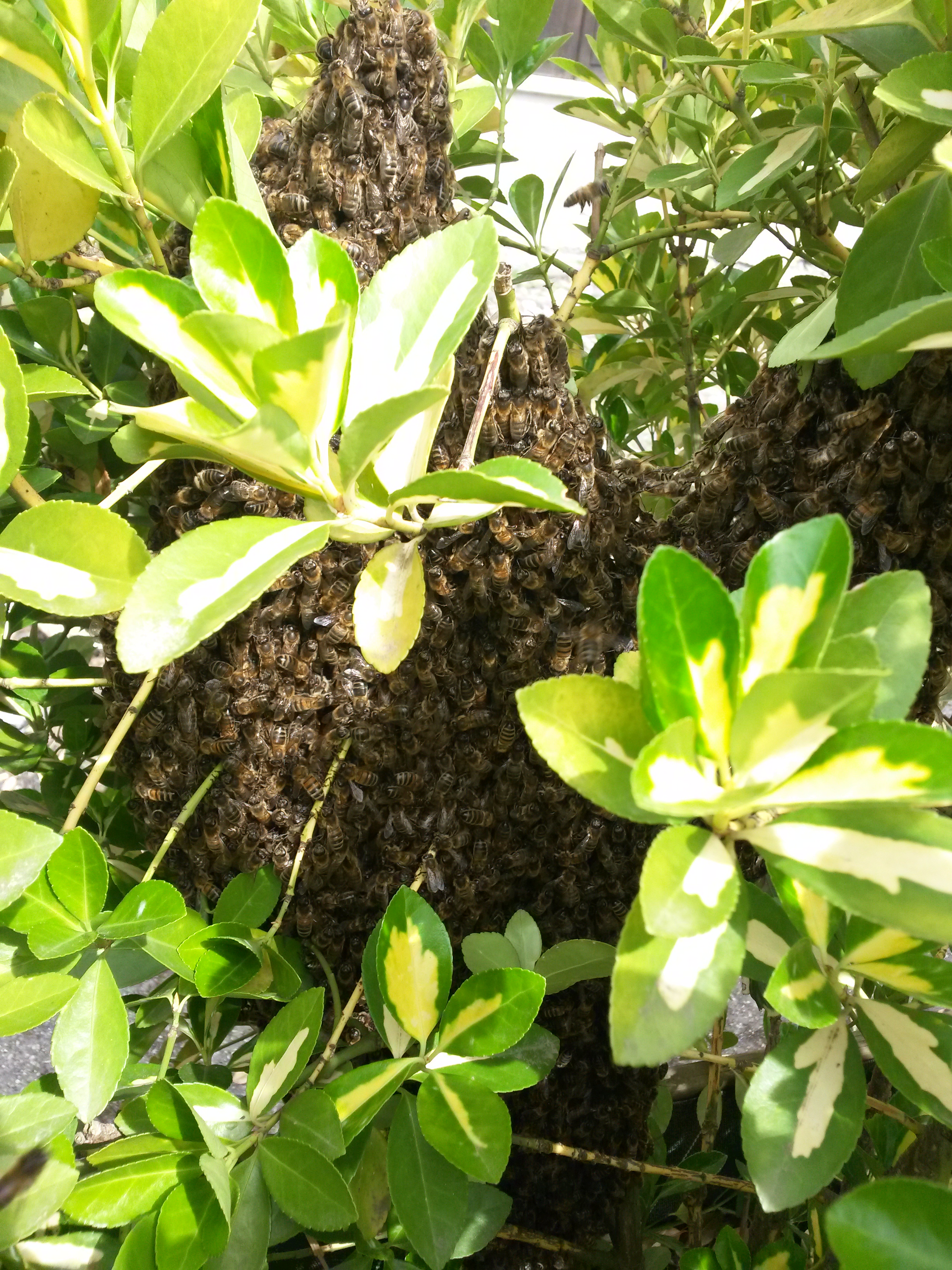 Ruche sauvage Apithérapie Naturopathie Flavie Dode Réflexologies