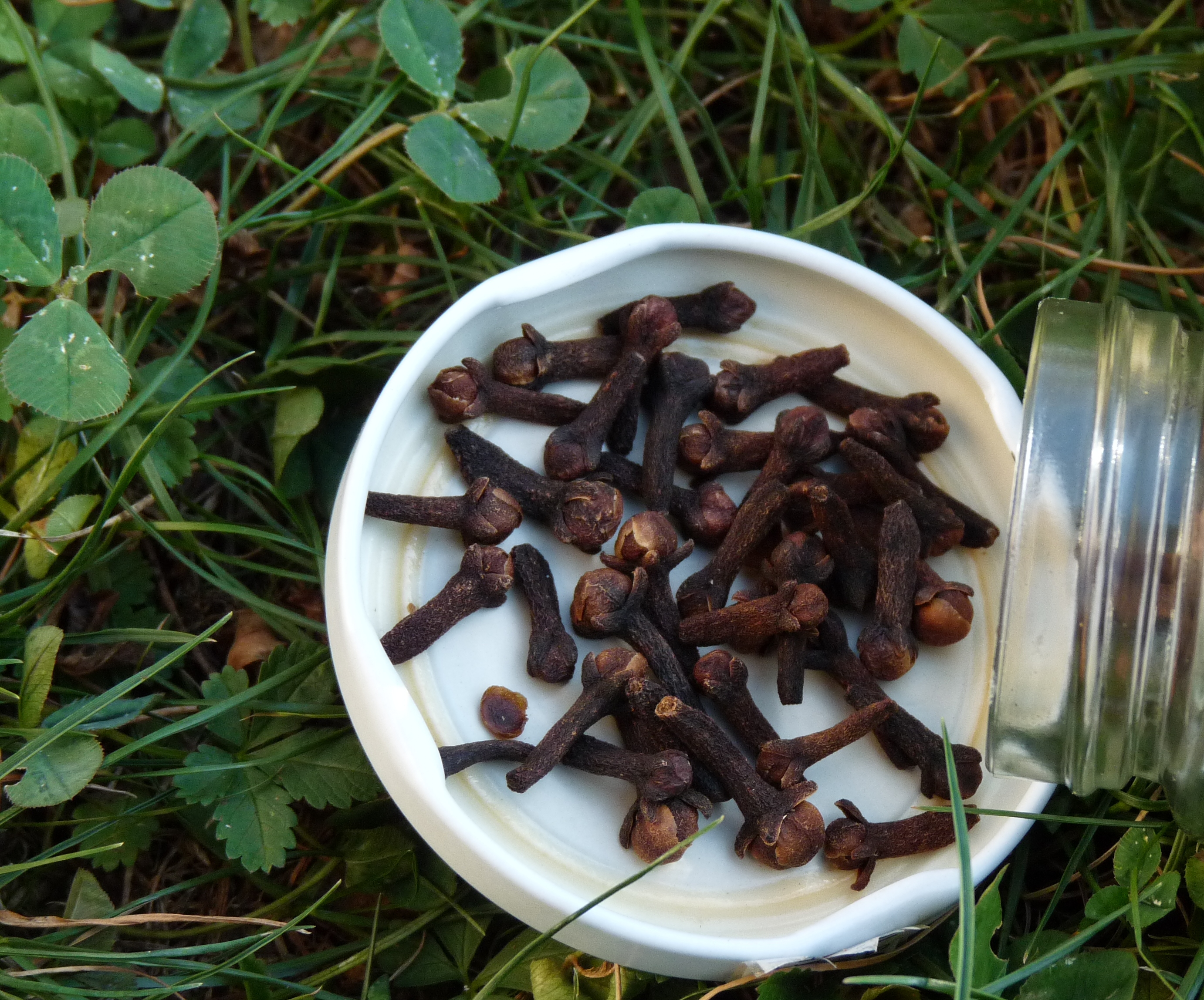 Clous de Girofle Alimentation Flavie Dode Naturopathie