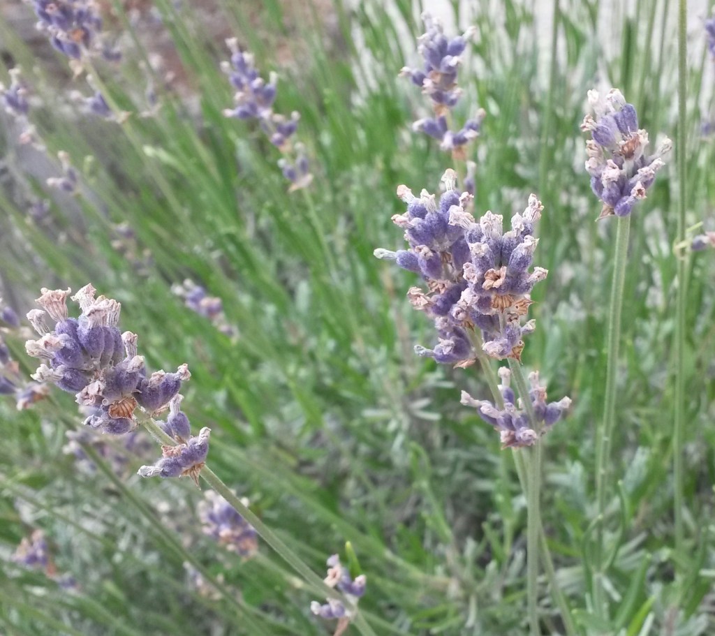 lavande Flavie Dode Naturopathie Réflexologies