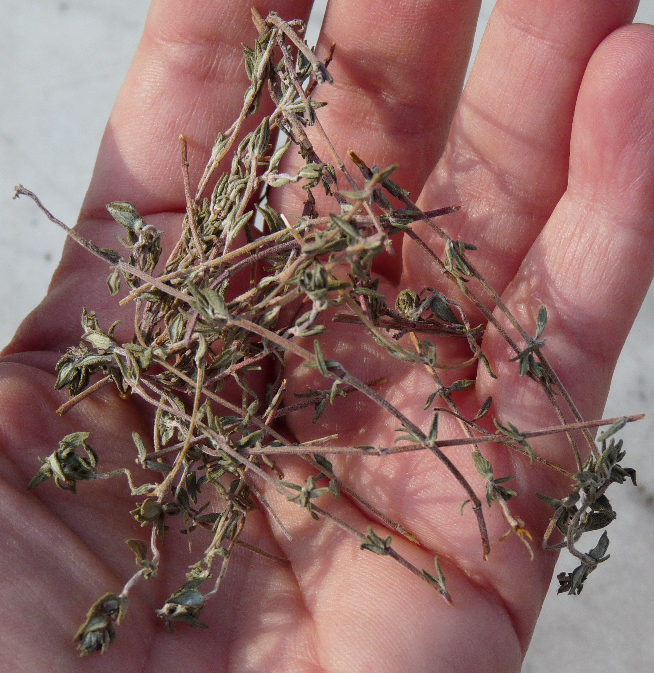 Thym Alimentation Flavie Dode Naturopathie