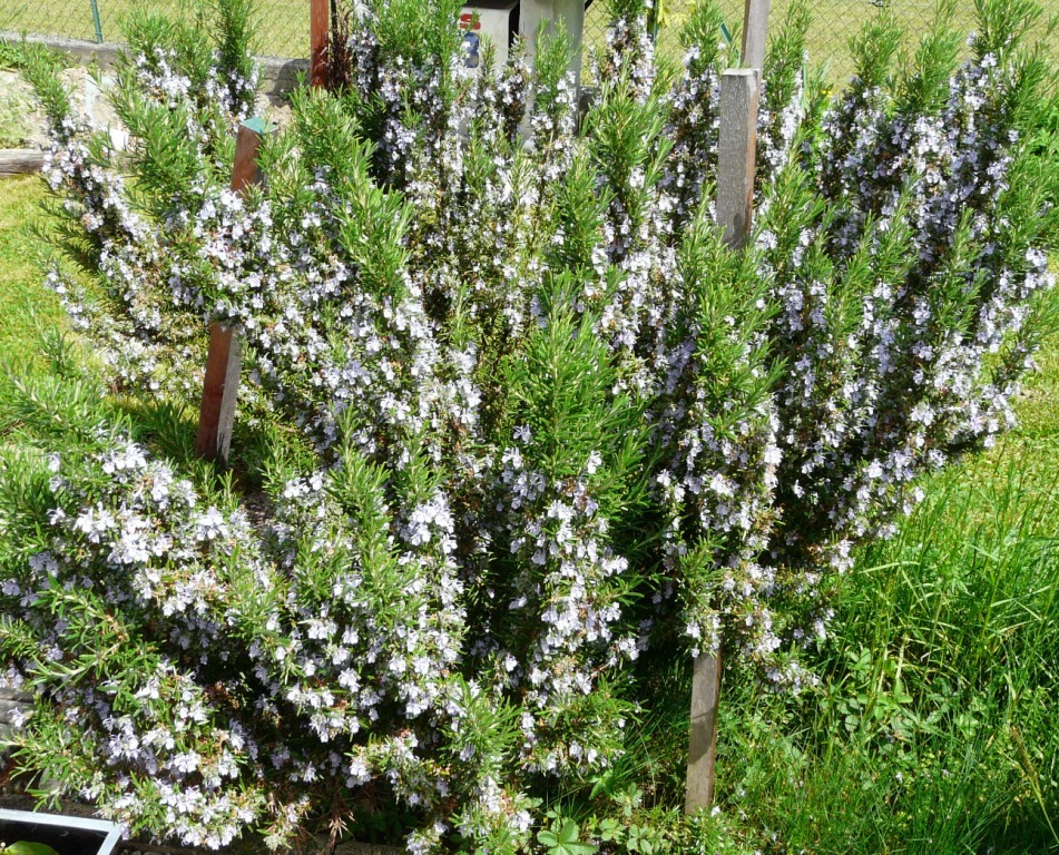 Flavie Dode Naturopathie Réflexologies Bien-être Phytothérapie Romarin