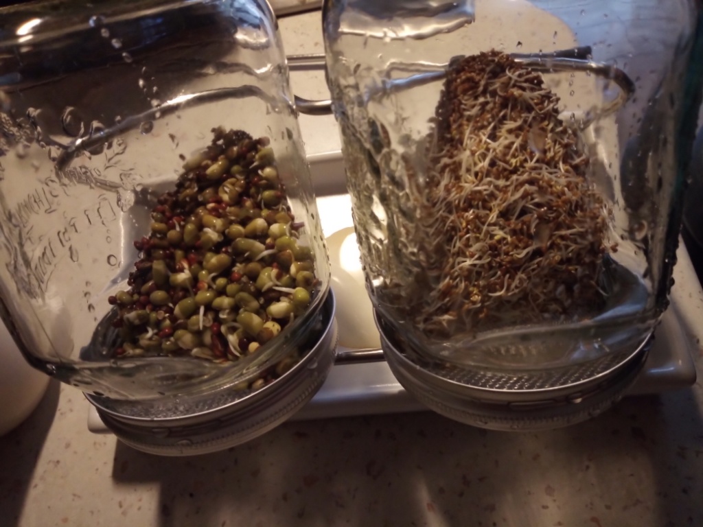 Bien-être Alimentation Vitalité Nutrition Graines germées