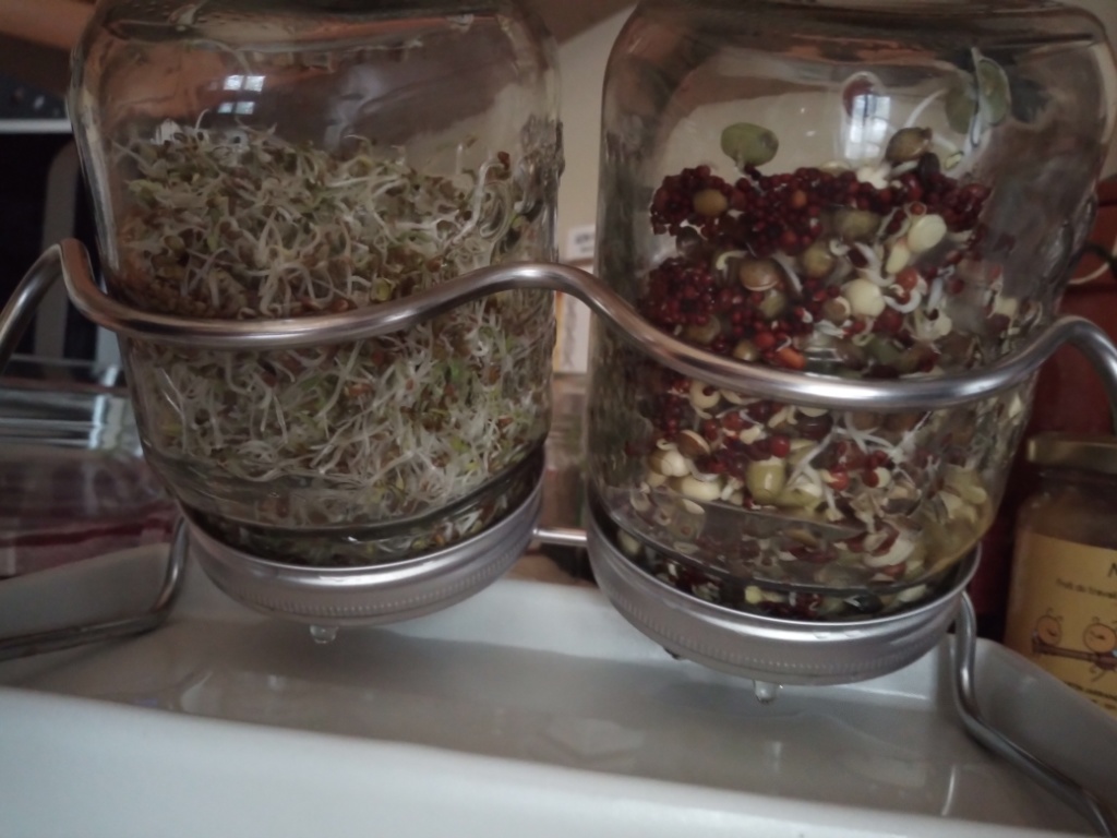 Bien-être Alimentation Vitalité Nutrition Graines germées