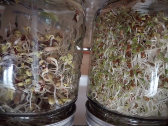 Flavie Dode Naturopathie Réflexologies Bien-être Alimentation Vitalité Nutrition Graines germées