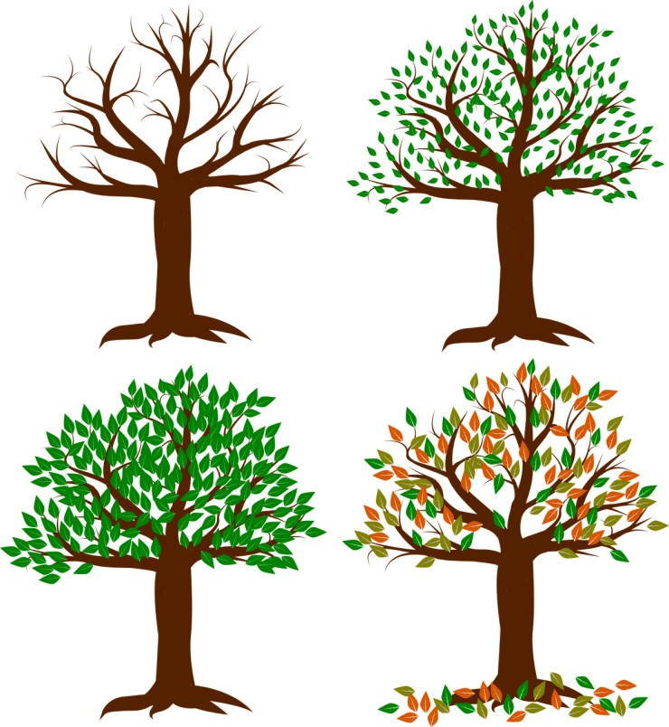 arbre pendant les 4 saisons hiver printemps été automne